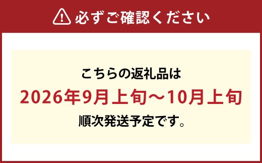 《ご家庭用》ニュー ピオーネ 2～3房（合計約1.2kg）　ブドウ 葡萄 岡山県産 国産 フルーツ 果物 岡山県 倉敷市 　【2026年9月上旬～10月上旬発送予定】