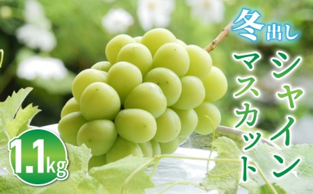 東御市産冬出しシャインマスカット 約1.1kg シャインマスカット※2025年11月下旬～12月中旬頃に順次発送予定　締切間近シャインマスカット大粒シャインマスカット 厳選シャインマスカット 信州シャインマスカット