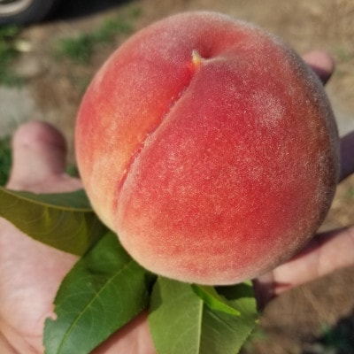 農家直送の桃　5kg(18～12個)【配送不可地域：離島】