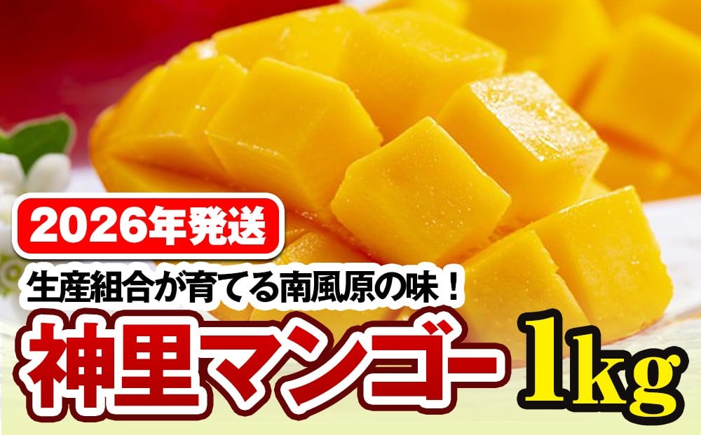 
            【2026年発送】生産組合が育てる南風原の味　神里マンゴー1kg
          