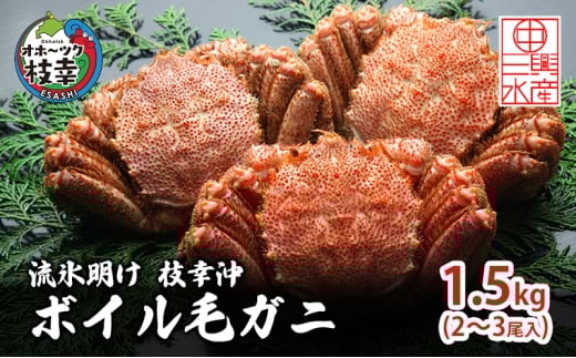 〈冷蔵発送〉流氷明け 枝幸沖 ボイル毛ガニ 1.5kg (2～3尾入) 先行予約【2026年3月頃発送予定】旬の味覚［丸中三興水産］オホーツク枝幸 前浜【 蟹 カニ かに 毛ガニ 冷蔵 チルド 獲れたて 茹でたて 浜茹で 海鮮 魚貝 魚介 北海道 枝幸 】