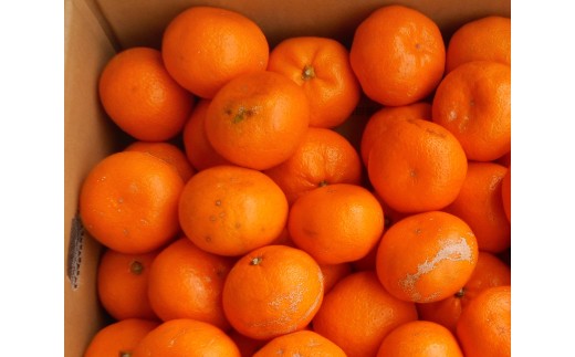 
                  紀州有田みかん 約5kg 訳あり 家庭用キズあり サイズ混合［SL53］
                
