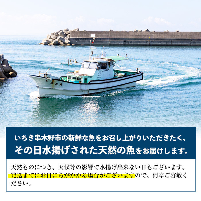 朝獲れ鮮魚の詰め合わせセット！鹿児島県いちき串木野より海鮮を産地直送【えびす市場】【A-1769H】