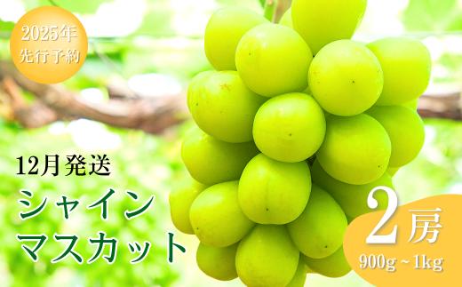 【2025年先行予約】 シャインマスカット 約900g ~ 1kg(2房) 葡萄 ブドウ 白ぶどう 種無し 種なし 皮ごと 千曲市 長野県 信州
