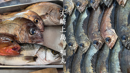 大崎上島 鮮魚 セット 2～2.5kg
