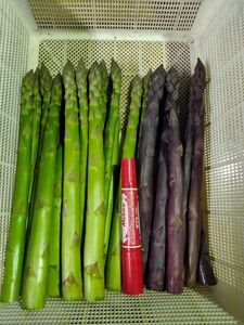 北海道由仁町産　オーガニック　紫・グリーンアスパラ食べ比べ　１kg　(X01)