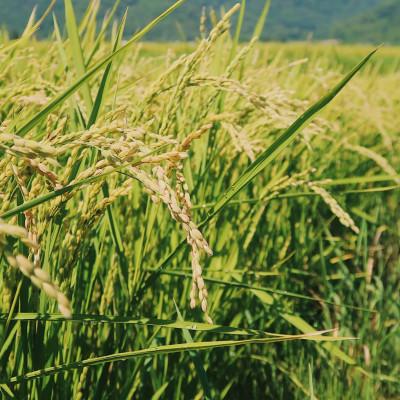 ふるさと納税 富良野市 富良野産お米　3種(ゆめぴりか、おぼろづき、ななつぼし)食べ比べセット　1kg×合計3袋 |  | 03