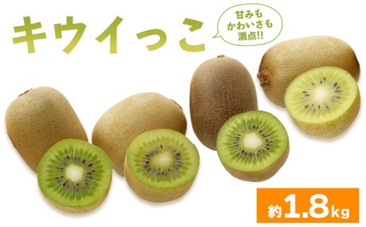 先行予約 キウイフルーツ キウイっこ 約1.8kg  果物 フルーツ キウイ グリーンキウイ デザート スイーツ ケーキ ジュース ゼリー アイス シャーベット ジェラート フルーツ大福 ドライフルー