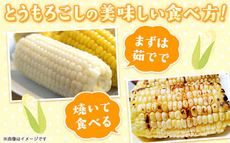 オーガニック ホワイトコーン 10本 伊場ファーム 北海道浦幌町産 朝もぎたて とうもろこし 旬の時期にお届け 朝採り【8月下旬-9月中旬より順次出荷】