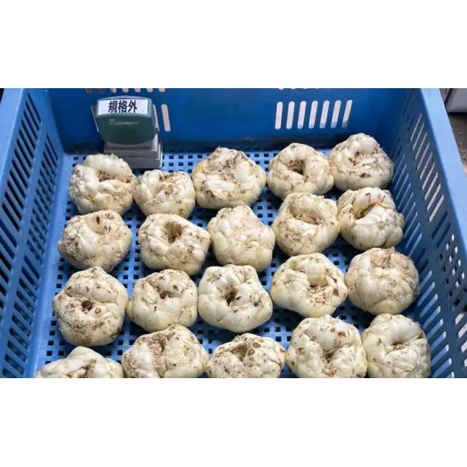 【規格外】十勝幕別 忠類ゆり根 2kg（M～2L）12～20玉［JA忠類］9月～3月発送限定【 北海道 幕別町 忠類 十勝 高級食材 お正月 料理 訳あり 】 野菜 ゆりね 北海道産 ワケあり