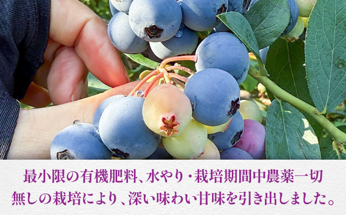 【全2回定期便】青い宝石 国産 急速冷凍ブルーベリー 計約1.5kg（約500g×3袋） 果物 くだもの フルーツ ぶるーべりー 熊本県 菊陽町【アグファーム株式会社】 [BHCX013]