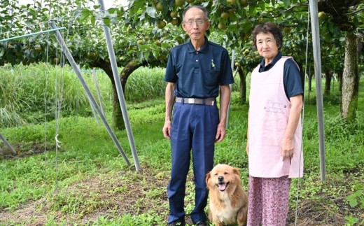 梨「新高」約5kg（6～10玉入）【小野寺果樹園】｜梨 ナシ こだわりの梨 フルーツ 果物 旬の梨 宮城県角田市 約5kg