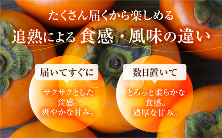 【先行予約】《 訳あり 》 富有柿 ご家庭用 3kg M,L,2Lサイズ 福井農園 [11月上旬～12月上旬に発送予定] ｜富有柿 ふゆうがき かき フルーツ 柿 かき 訳あり 規格外 わけあり 不揃