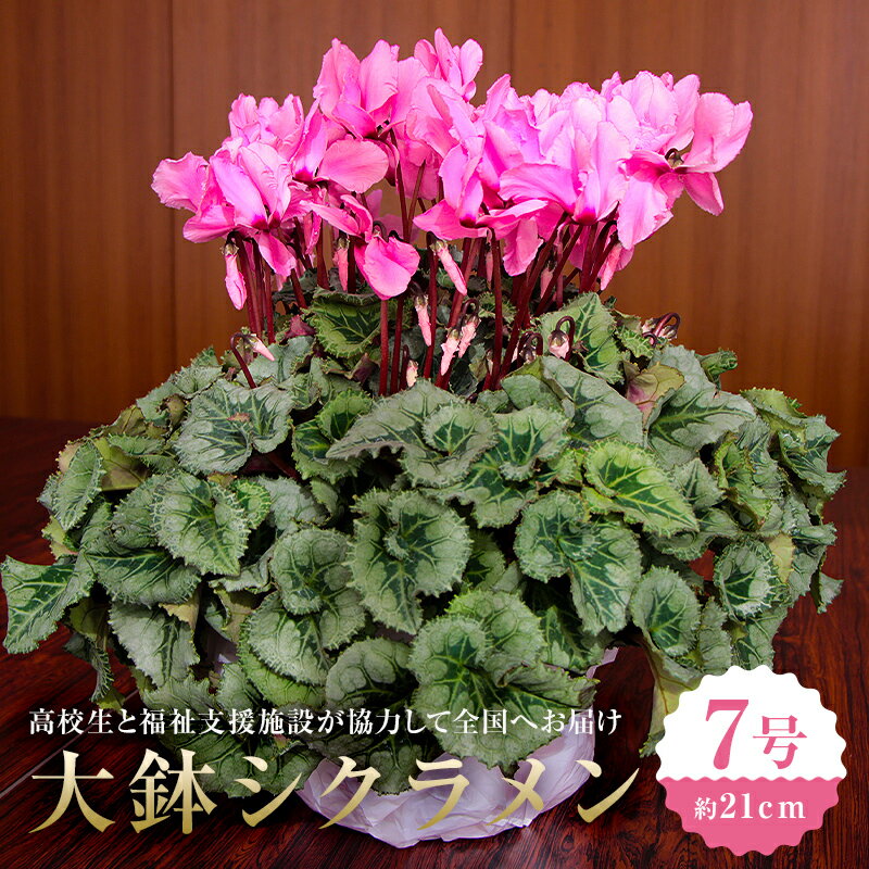 【ふるさと納税】 【思いやり型返礼品】《先行予約　数量限定　季節限定》高校生と福祉支援施設が協力して全国へお届けする　たくさんの愛が詰まった大鉢シクラメン (発送予定：2025年11月下旬～2025年12月上旬) 千葉県 南房総市 フラワー 鉢植え 観葉植物 送料無料