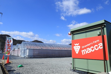 「ひょうご推奨ブランド」認証「西脇市産いちご食べくらべセット」（1箱2パック）令和８年２月上旬配送分～いちご畑macca～（06-39）