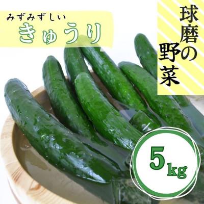 ふるさと納税 あさぎり町 熊本県産　きゅうり　5kg(40本以上)