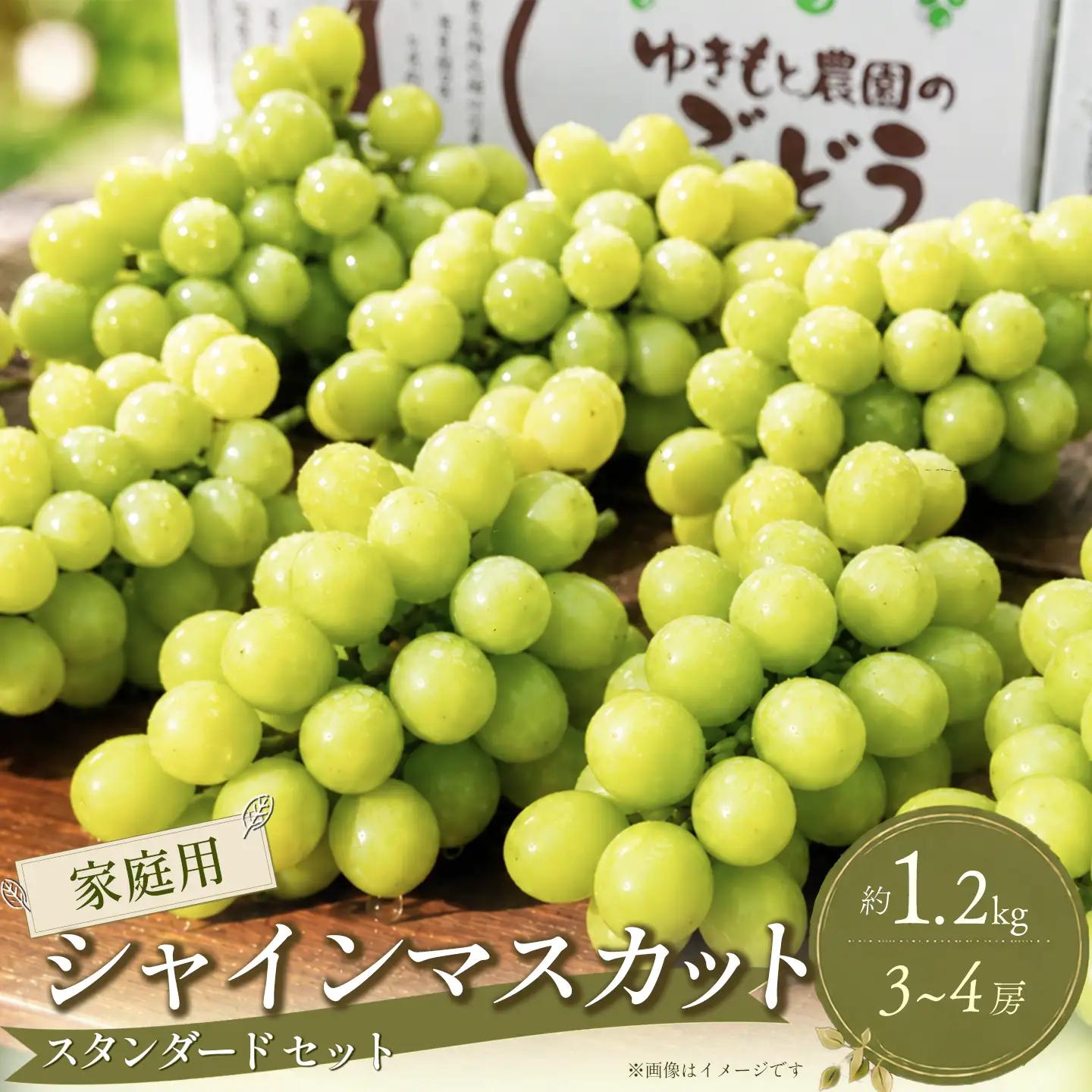 【家庭用スタンダード】シャインマスカット 約1.2㎏（3～4房）シャインマスカット【8～9月発送】