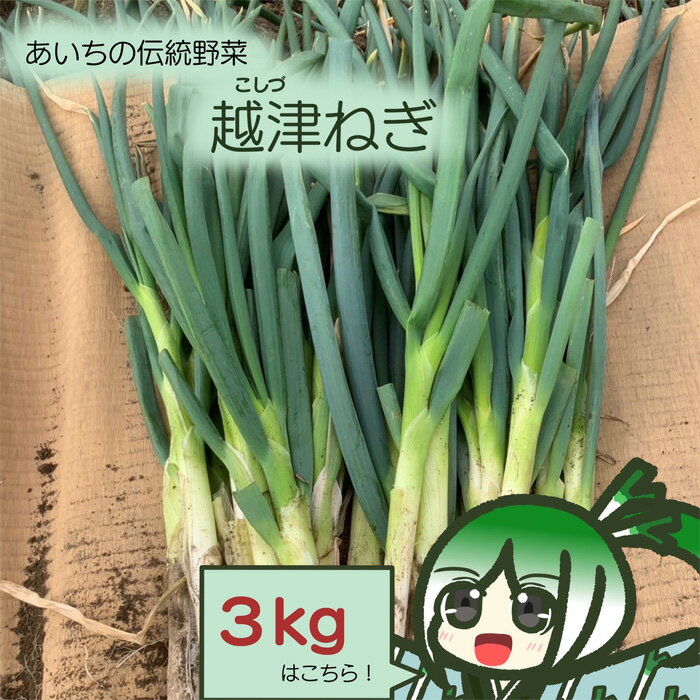 【ふるさと納税】越津ねぎ　約3kg ／ 野菜 国産 白ネギ 長ネギ ねぎ 葱 甘み 柔らかい ネギ 送料無料 愛知県 愛知県産 No.138