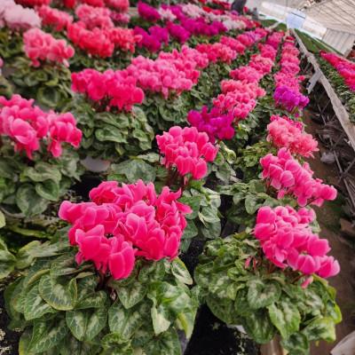 ふるさと納税 那珂市 シクラメン 6号鉢(ピンク系) |  | 01