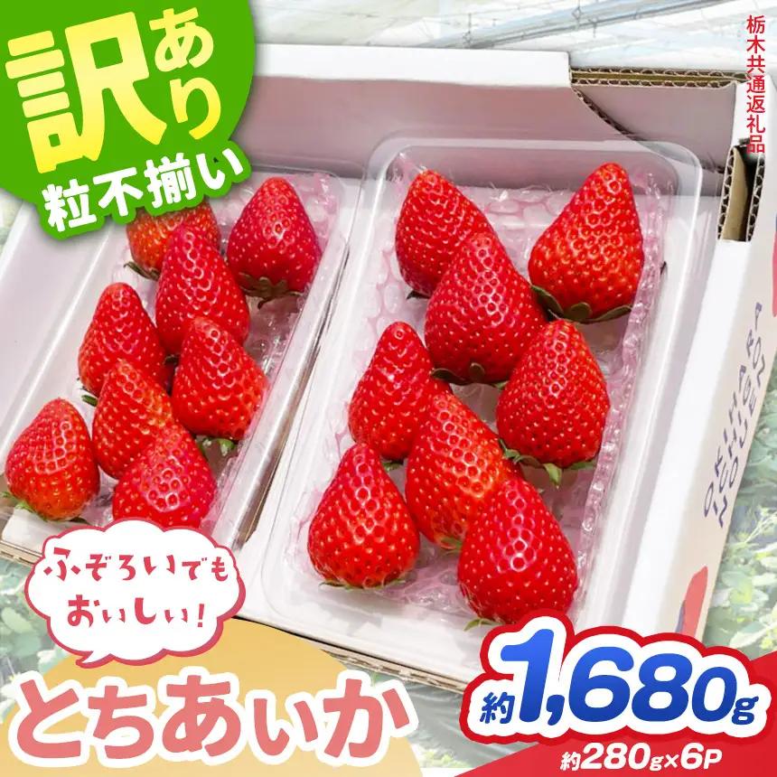 【先行予約】訳あり いちご とちあいか 約280g × 6P 栃木県共通返礼品