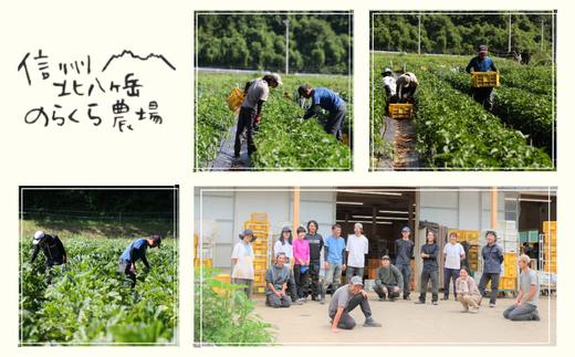【先行受付】定期便2カ月　有機野菜ちいさな畑セット（Sサイズ　１～２人前）（NK-T518）