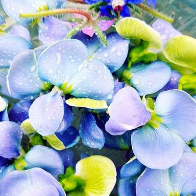 ふるさと納税 桂川町 季節のエディブルフラワー100輪おまかせ |  | 01
