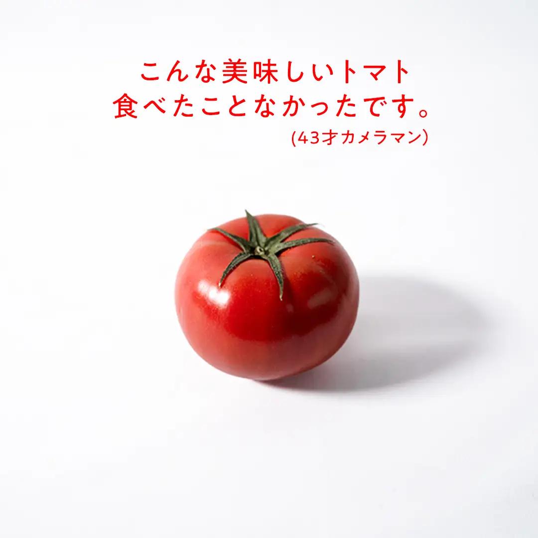 《 2027年 収穫分 》全3回 定期便 スーパーフルーツトマト 小箱 約800g × 1箱 × 3回 糖度9度以上 先行予約 定期便 3ヶ月 茨城県 桜川市 KEK 国産 トマト フルーツトマト ブ