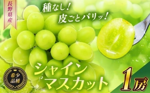 【2025年 先行予約】 シャインマスカット１房【10月中旬頃より発送予定】 | シャイン ぶどう 葡萄 ブドウ くだもの 果物 フルーツ マスカット しゃいん ますかっと 先行 先行予約 長野県 塩尻市