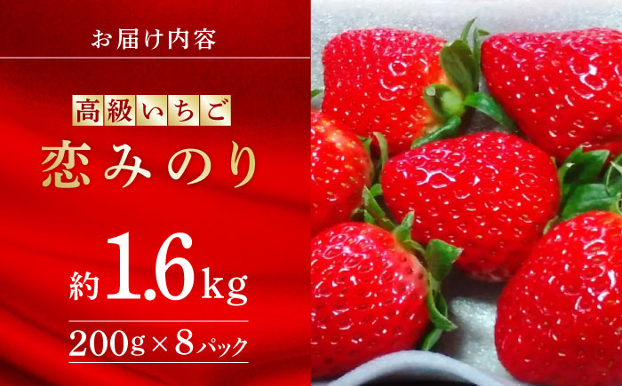 高級 いちご 恋みのり  約1600g（200g×8pc）【伊藤農園】 果物 フルーツ イチゴ いちご 苺 熊本県  [ZBB007]