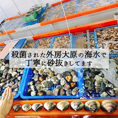 天然はまぐり約3kg (千葉県産)【配送不可地域：離島・沖縄県】