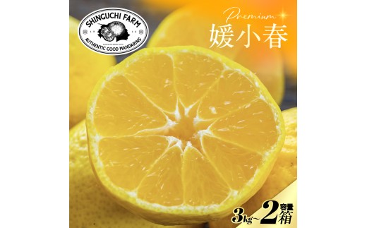 【先行受付】老舗農家が見極めたプレミアム【媛小春3kg×2箱】 愛媛県新品種【H70-118】【1683931】 YWTK117