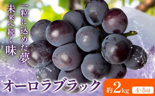 【2026年先行予約】オーロラブラック 約2kg(4-5房) Kazu Farm《2026年8月中旬-9月下旬頃出荷》 岡山県 浅口市 岡山県産 ぶどう 葡萄 フルーツ 果物 くだもの 送料無料