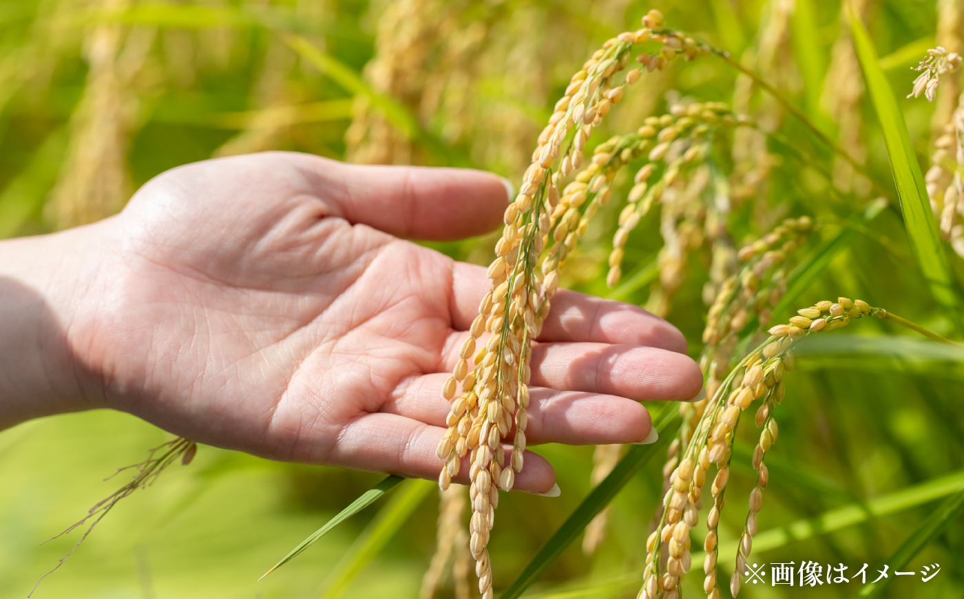 【令和8年産】【新米】農家直送！特別栽培米のななつぼし＆ゆめぴりか【玄米】10kg（5kg×2種） | 株式会社きしもとファーム [BOBB056]