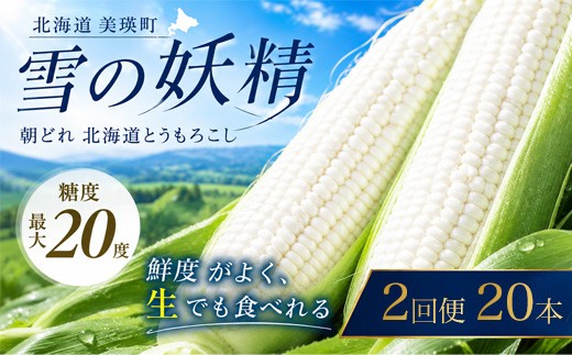 【令和9年産先行予約】 とうもろこし （雪の妖精）20本  定期便 2回 <令和9年産 >黒木農場 |  北海道とうもろこし スイートコーン ホワイトコーン 糖度 甘い  朝どれ 朝採れ とうきび 新鮮 旬 野菜 夏野菜 美瑛産 北海道 とうもろこし北海道 令和9年発送   [034-29]