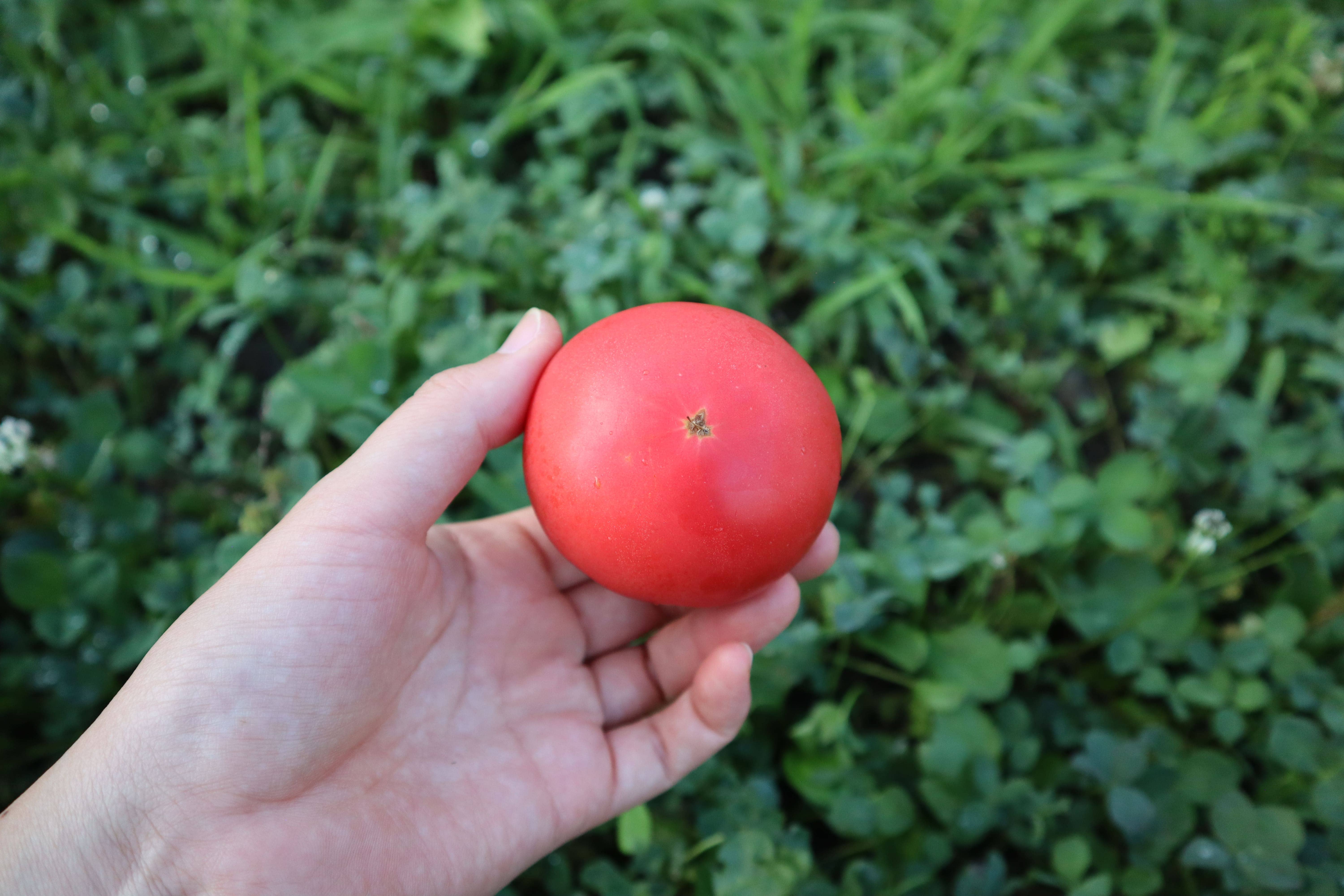 【2026年予約】極旨トマトクール便 北海道壮瞥町産 スイート2kg 中玉トマト SBTAJ018