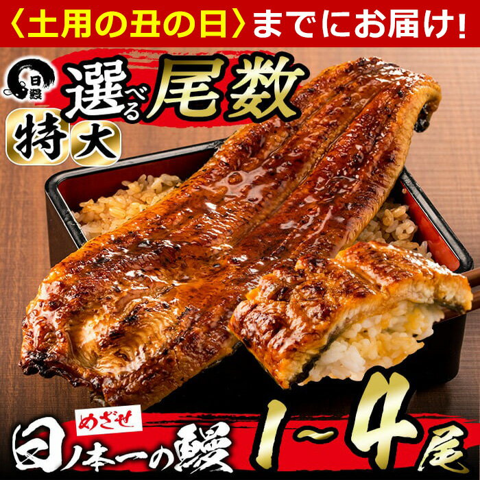 【ふるさと納税】【6/30までの入金で丑の日までにお届け】【尾数が選べる！】＜肝串3本付き！＞うなぎ生産量日本一の鹿児島県産！日ノ本一の鰻の蒲焼き＜特大＞1尾〜4尾！うなぎ 鰻 ウナギ 1尾 2尾 3尾 4尾 蒲焼き かばやき 冷凍 うな重 ひつまぶし タレ 山椒【日鰻】