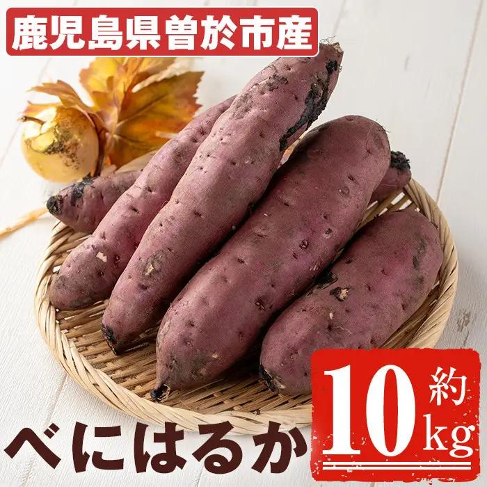＜先行予約受付中！2026年8月以降順次発送予定！＞鹿児島県 曽於市産 新物 紅はるか(10kg) 芋 さつまいも【瀬崎農園】A350-v02