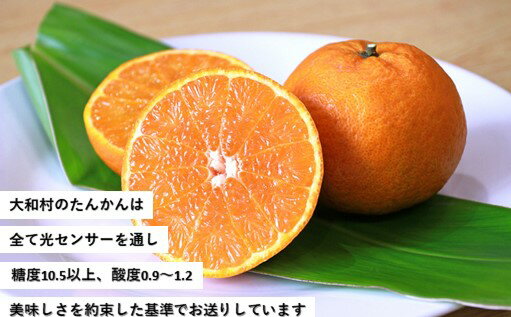 【ふるさと納税】みかんの王様「たんかん」 奄美大島 大和村 秀優品 5kg ※Lまたは2Lサイズを発送いたします。サイズの指定はできません。（令和8年2月28日まで受付※在庫なくなり次第受付終了、2月以降順次発送予定）