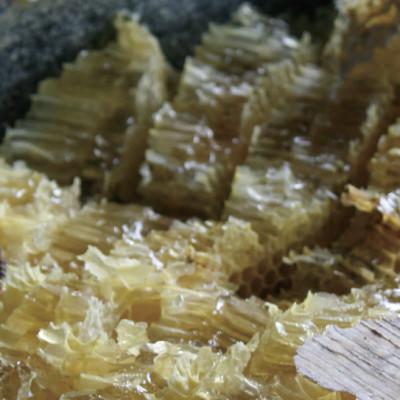 ふるさと納税 雲南市 天然日本ミツバチの「はちみつ」大瓶　400ml |  | 01