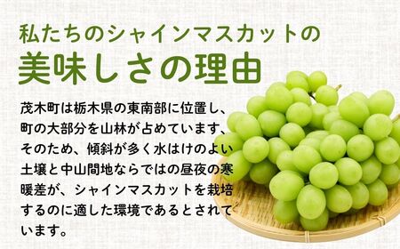 [先行受付]もてぎ育ちのシャインマスカット 約800g（2房）| ｼｬｲﾝﾏｽｶｯﾄ ｼｬｲﾝﾏｽｶｯﾄ ｼｬｲﾝﾏｽｶｯﾄ ｼｬｲﾝﾏｽｶｯﾄ ｼｬｲﾝﾏｽｶｯﾄ