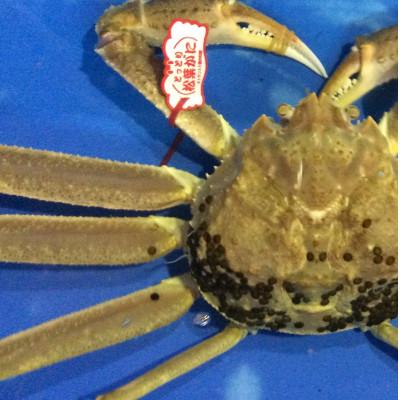 ふるさと納税 鳥取県 【魚倉】タグ付き 生松葉ガニ　大1枚　約800g