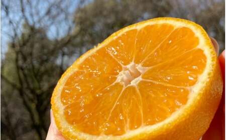 和歌山 みかん しらぬい 不知火 フルーツ 柑橘 蜜柑 果物 くだもの / 【先行予約】希少な樹上完熟　しらぬい（不知火） 秀品大玉 約2kg(6個) 2025年2月中旬～2025年3月中旬頃に順次発