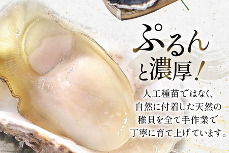 牡蠣 細島天照岩牡蠣 2kg 殻付き 【期間限定発送】[一福丸 宮崎県 日向市 452061387]
