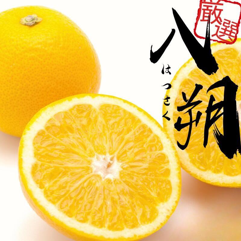 【ふるさと納税】 厳選 はっさく ＜1月より発送＞ 【先行予約】 1kg 2.5kg 5kg 7.5kg 10kg（傷み補償分）【八朔みかん】 / ハッサク みかん くだもの わかやま 和歌山 有田みかん ミカン 果物 おすすめ 柑橘 フルーツ 農家直送