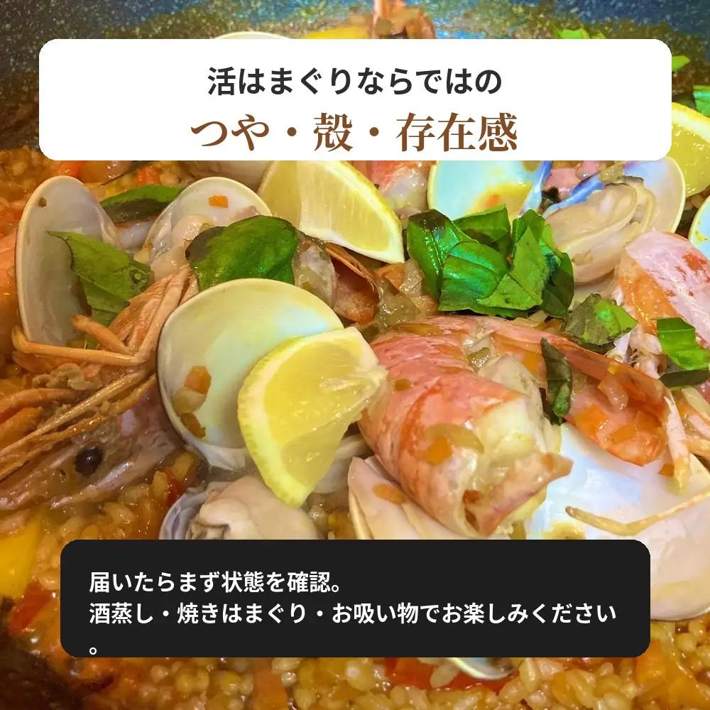 九十九里産　天然　活はまぐり（中玉～大玉） 約2kg（20～32個前後） / はまぐり ハマグリ 蛤 天然 活はまぐり 活ハマグリ 活蛤 中玉 大玉 貝 貝類 魚介 魚貝 海鮮 2kg 九十九里産 産
