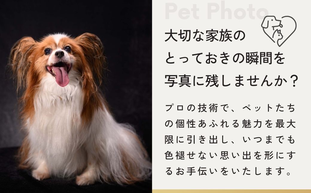 ペット撮影 プレミアムフォト撮影チケット | ペット撮影 ペット ペットフォト ペット写真 ペット撮影 ペット ペットフォト
