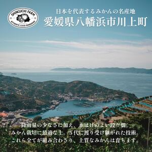 愛媛みかんの老舗厳選 【媛小春 2kg】【希少柑橘】『黄色いのに驚きの甘さ』新口農園【C70-60】【1592106】