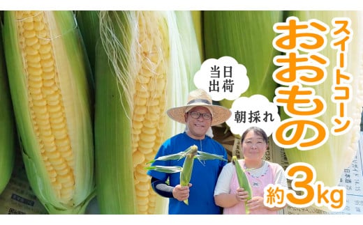【 朝採れ 当日出荷 】 スイートコーン 「 おおもの 」 約3kg 甘い 新鮮 皮付き トウモロコシ とうもろこし コーン 野菜 [DX005ci]