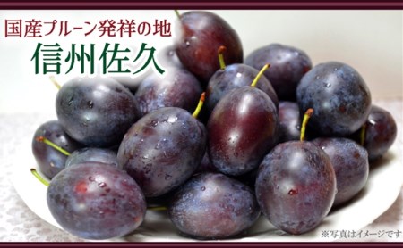 信州産『サンプルーン』約2kg（2025年9月15日～30日出荷／北海道・沖縄・離島は配送不可）長野県 旬彩 果物 フルーツ【 発祥地 やや小粒 糖度は18％前後 酸味の少ない品種 長野県 佐久市 】