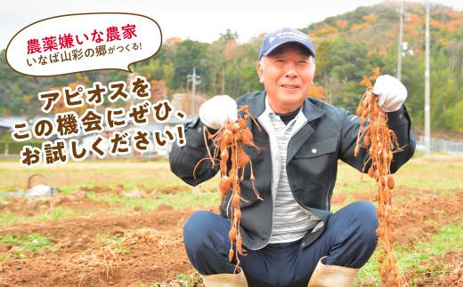 世界三大健康野菜 アピオス 1キロ